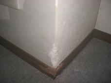 犬が噛んだ為に、角が無くなってしまいました。